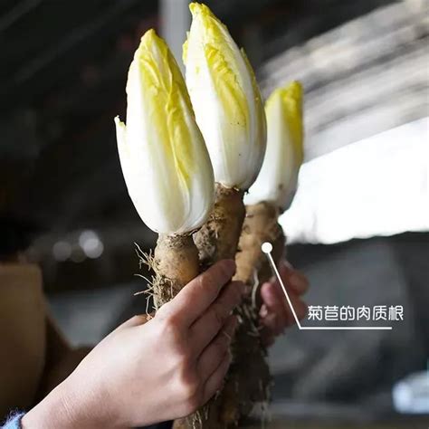 金玉蘭如何種植|金玉蘭菜有哪些種植技術要點？市場前景如何？